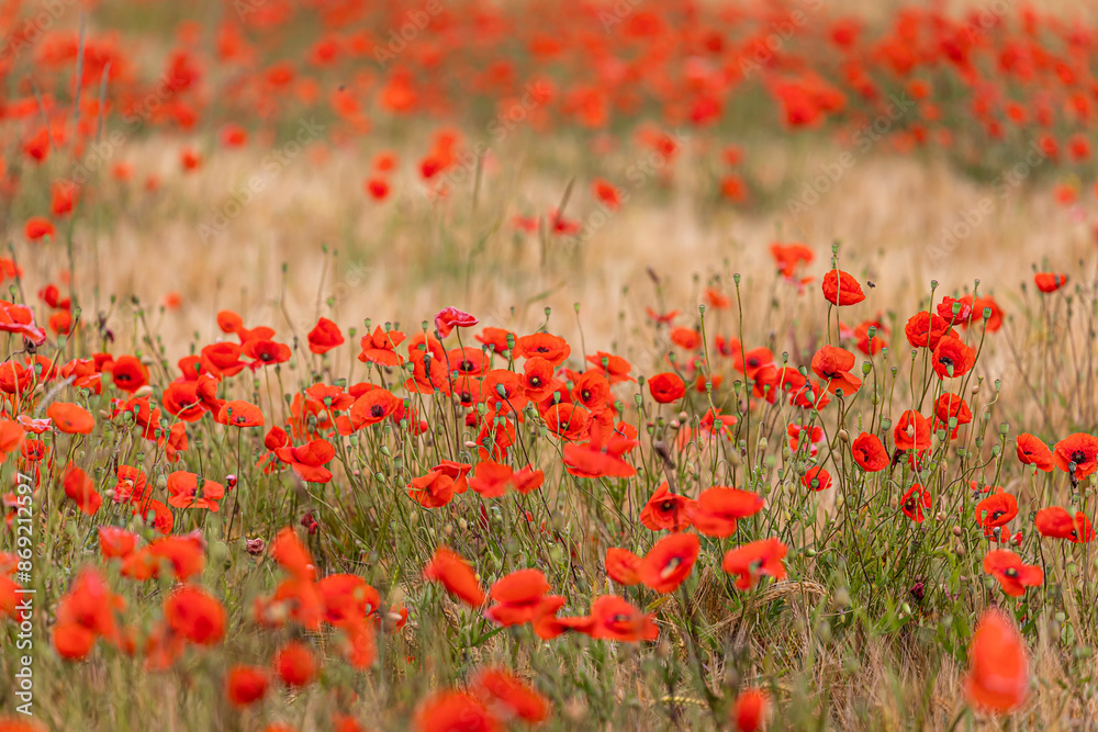 Mohnblumenwiese - Feld mit Mohnblumen Mohnblumenwiese - Feld mit Mohnblumen