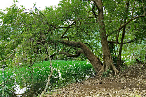 Hidden Emerald: Yeak Laom Volcanic Lake in Banlung photo