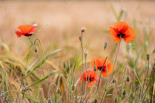Rote Mohnblumen - Mohnblumenfeld