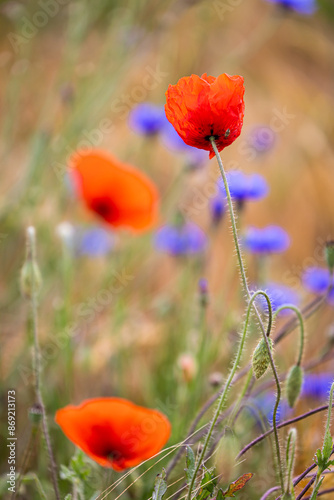 Ökologische Kornblumenwiese mit Mohnblume