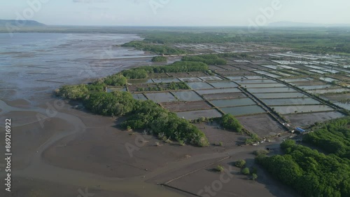 Aerial view of shrimp ponds and mangrove forests in Banyuwangi, Indonesia photo