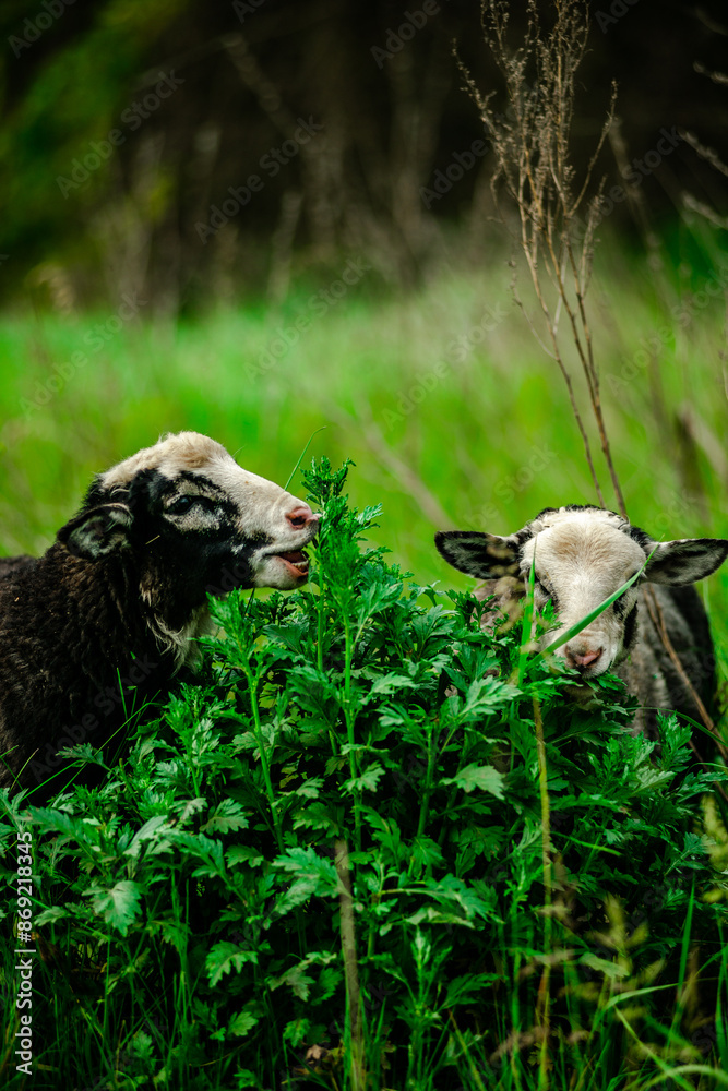Sheep on the field . Sheep in the grass . Summer with sheep . Tall grass and sheep Sheep on the field . Sheep in the grass . Summer with sheep . Tall grass and sheep