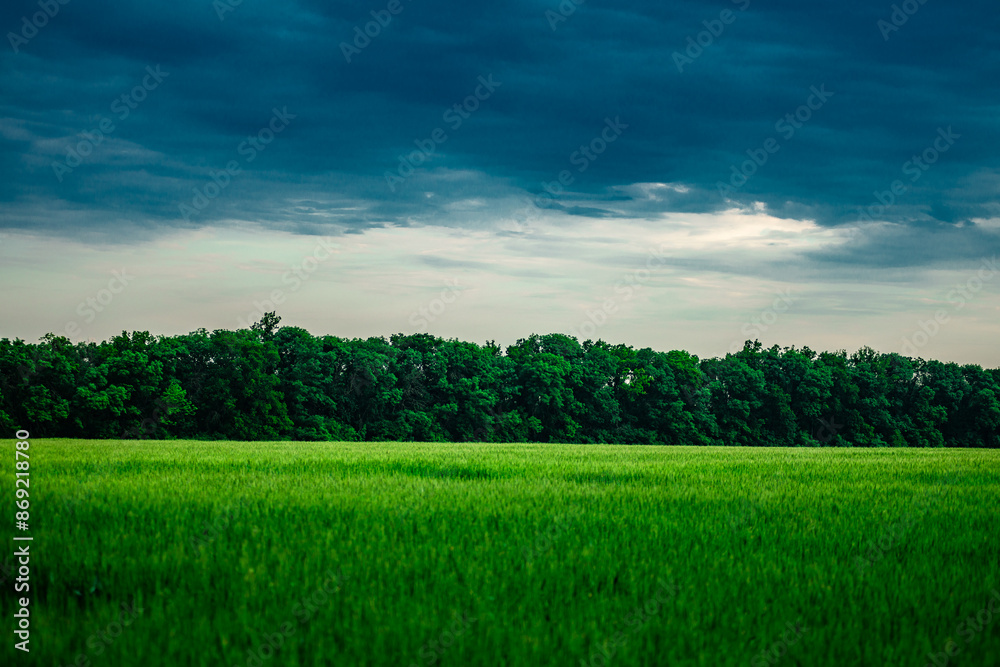 Obraz premium Field of wheat around with forest . Green field . Sunset over the forest and field . Beautiful nature . Sunner landscape . Road on tge field , landscape with wheat . Golden sky and green leafs 