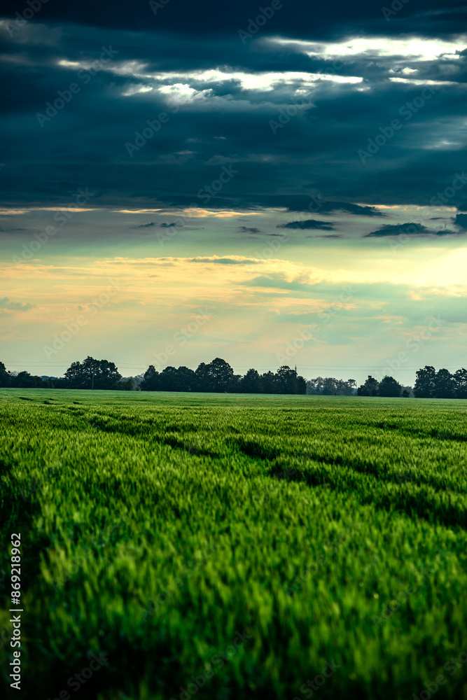 Field of wheat around with forest . Green field . Sunset over the forest and field . Beautiful nature . Sunner landscape . Road on tge field , landscape with wheat . Golden sky and green leafs Field of wheat around with forest . Green field . Sunset over the forest and field . Beautiful nature . Sunner landscape . Road on tge field , landscape with wheat . Golden sky and green leafs