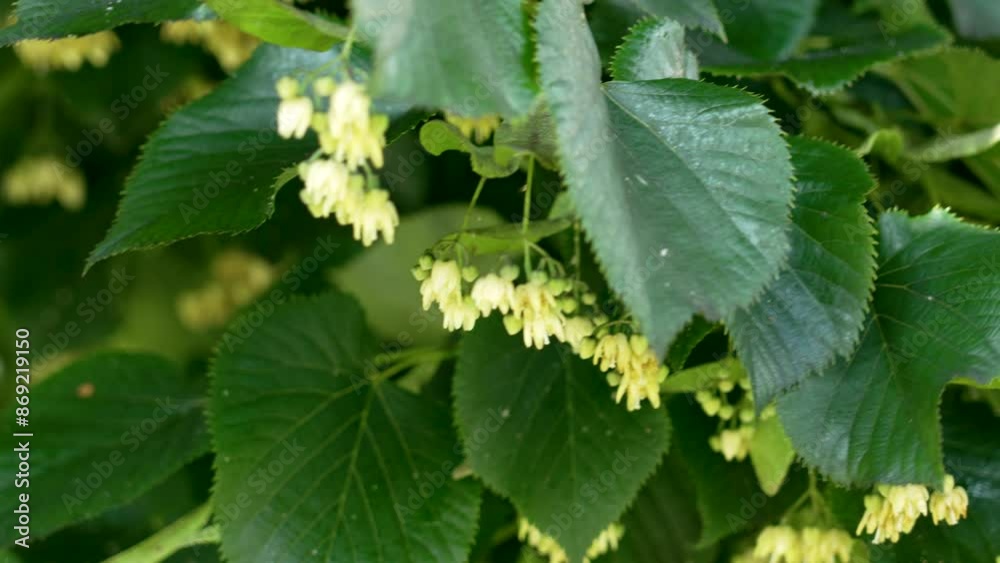 Linden trees delicate blossoms swaying in the summer wind close up in lush green leaves Linden trees delicate blossoms swaying in the summer wind close up in lush green leaves