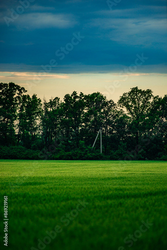 Field of wheat around with forest . Green field . Sunset over the forest and field . Beautiful nature . Sunner landscape . Road on tge field , landscape with wheat . Golden sky and green leafs 