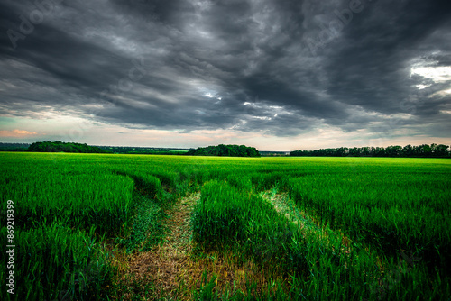 Field of wheat around with forest . Green field . Sunset over the forest and field . Beautiful nature . Sunner landscape . Road on tge field , landscape with wheat . Golden sky and green leafs  photo