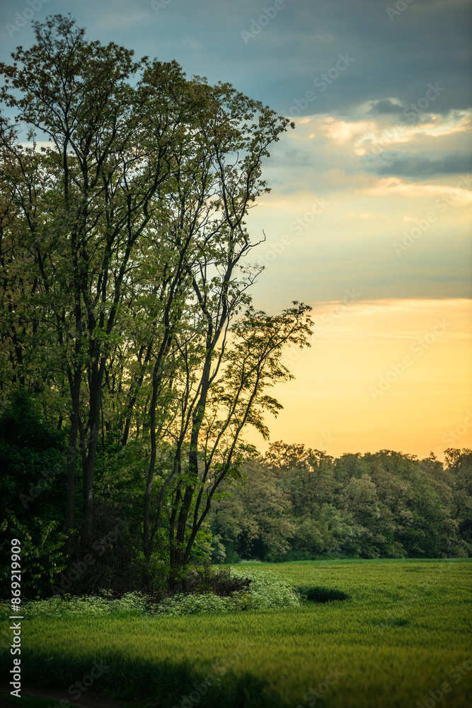 Field of wheat around with forest . Green field . Sunset over the forest and field . Beautiful nature . Sunner landscape . Road on tge field , landscape with wheat . Golden sky and green leafs Field of wheat around with forest . Green field . Sunset over the forest and field . Beautiful nature . Sunner landscape . Road on tge field , landscape with wheat . Golden sky and green leafs