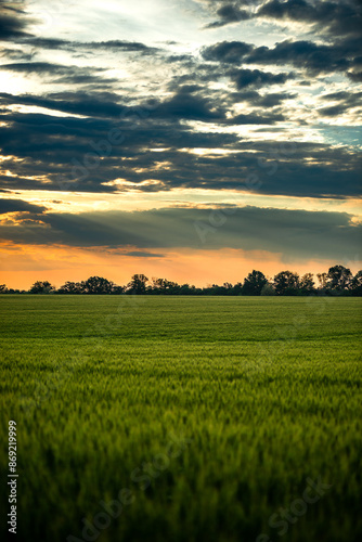 Field of wheat around with forest . Green field . Sunset over the forest and field . Beautiful nature . Sunner landscape . Road on tge field , landscape with wheat . Golden sky and green leafs  photo