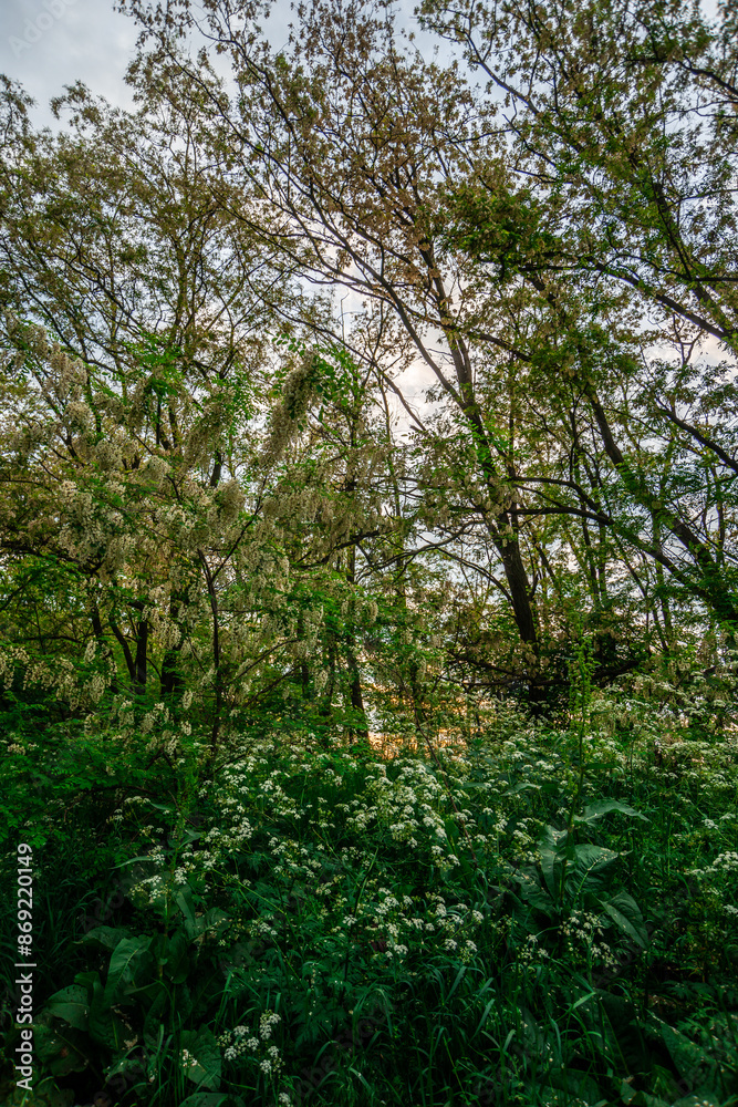 Forest in the summer . Green trees . Road in forest. Woods . Sunset in forest . Mystery nature . Trees and tall grass. Forest in the summer . Green trees . Road in forest. Woods . Sunset in forest . Mystery nature . Trees and tall grass.