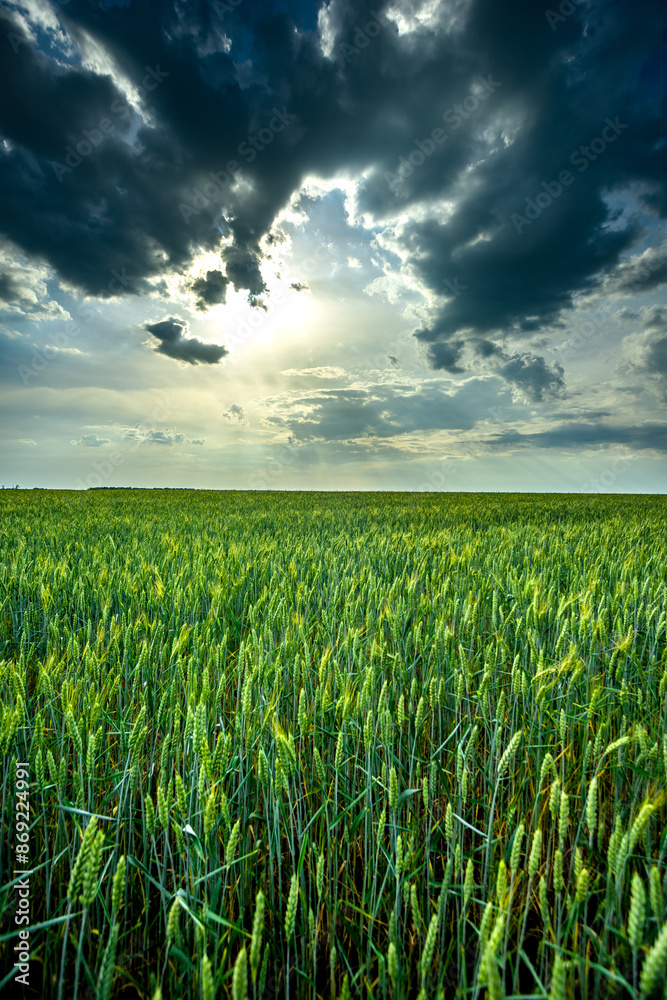 Weat field and forest . Clouds over the field . Beautiful nature in countryside . Blue sky . Weat field and forest . Clouds over the field . Beautiful nature in countryside . Blue sky .