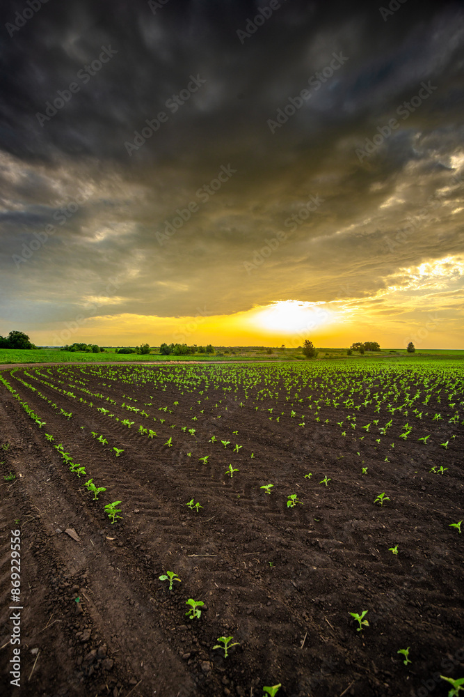 Field and Storm . Sunset over the Field with weat. Sky with clouds . Rainstorm sky . Field and Storm . Sunset over the Field with weat. Sky with clouds . Rainstorm sky .