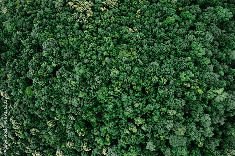 Summer in forest aerial top view,aerial view background forest of trees Summer in forest aerial top view,aerial view background forest of trees