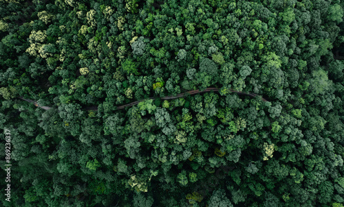 Fototapeta Naklejka Na Ścianę i Meble -  Summer in forest aerial top view,aerial view background forest of trees
