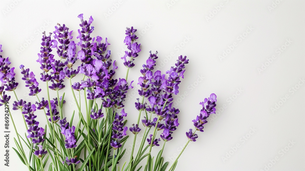 A cluster of purple lavender flowers, arranged neatly against a white backdrop A cluster of purple lavender flowers, arranged neatly against a white backdrop