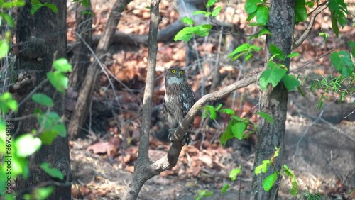 Brown Fish Owl (Ketupa zeylonensis) in Bandhavgarh National Park India photo