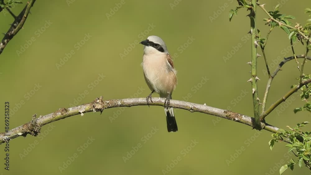 Male Red-backed shrike in its breeding territory in an Atlantic forest of oak and thorn bushes in spring at first light of day