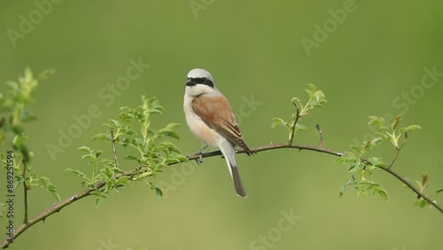 Male Red-backed shrike in a thorny bush in his territory at first light on a spring day