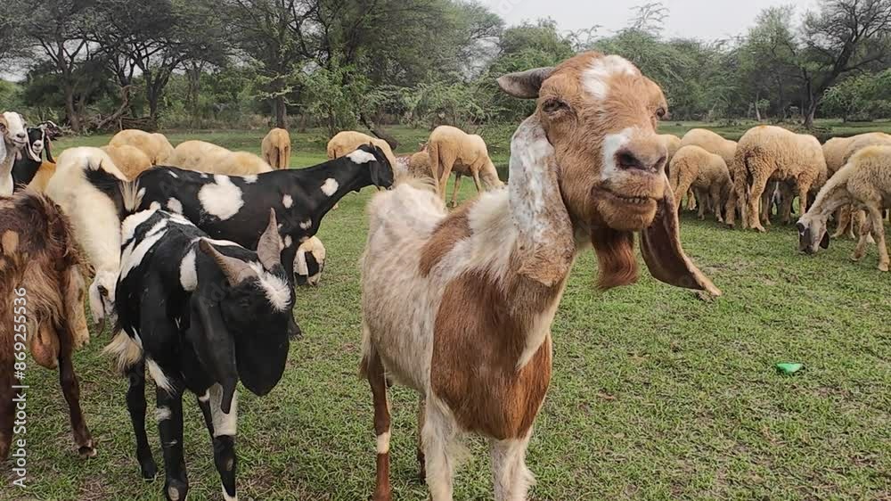 Scenic view of goats in countryside meadow. Scenic view of goats in countryside meadow.
