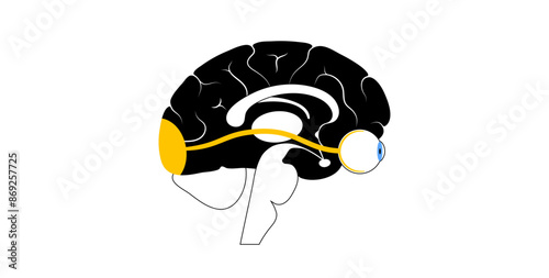 Optic nerve anatomy