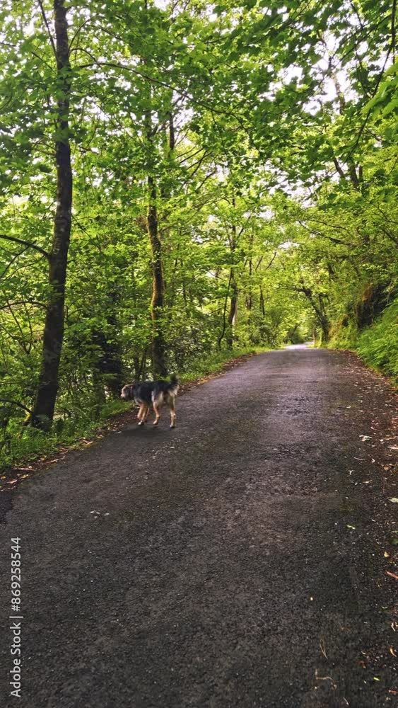 Dog Walking on Forest Pathway Dog Walking on Forest Pathway