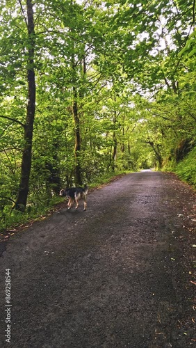 Dog Walking on Forest Pathway