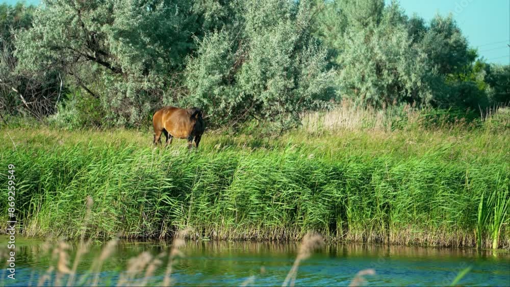 A brown horse peacefully grazes in a field of tall green grass near a tranquil river on a sunny afternoon. Animal themes A brown horse peacefully grazes in a field of tall green grass near a tranquil river on a sunny afternoon. Animal themes
