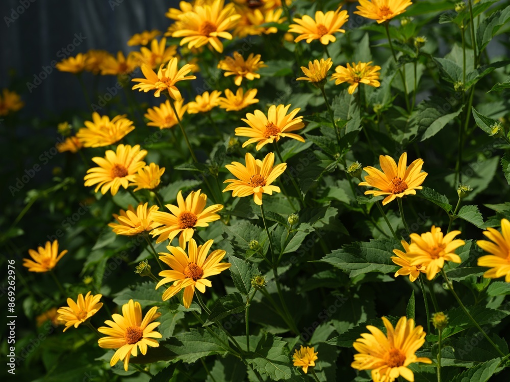 Yellow Heliopsis flowers blooming in the garden Yellow Heliopsis flowers blooming in the garden
