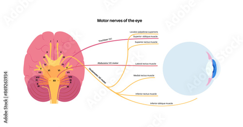 Motor nerves of the eye photo