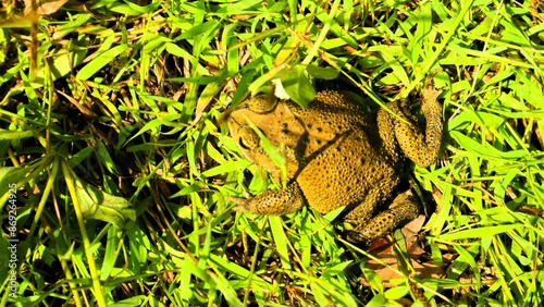 Obraz na plátně Camouflage frog on green roots, adaptation of animals to the environment