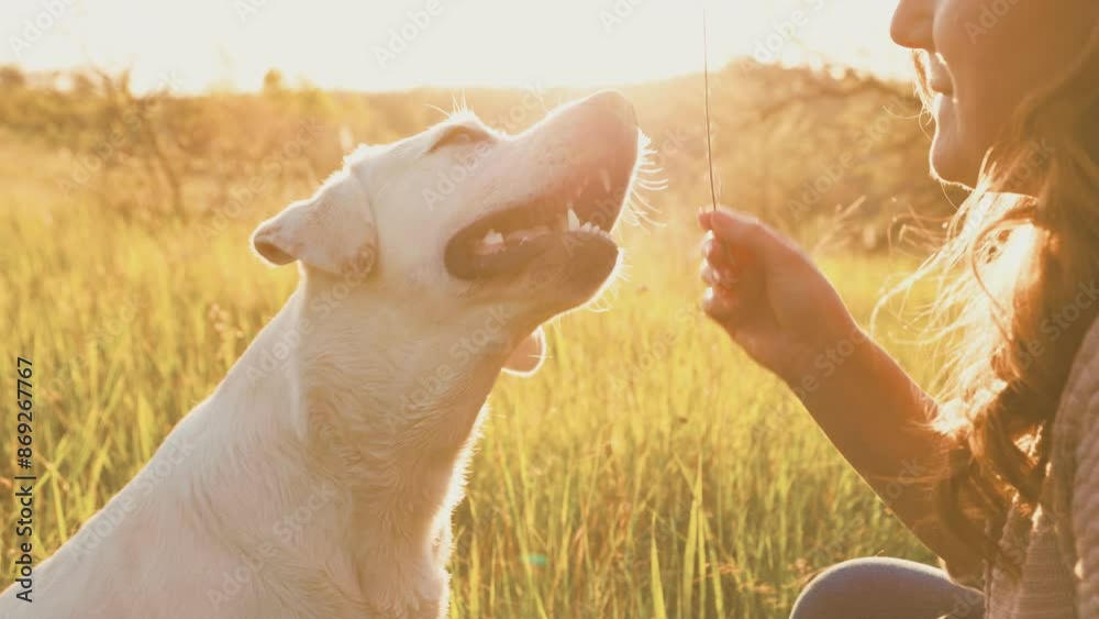 Labrador Love People and Dogs Together in the Great Outdoors Labrador Love People and Dogs Together in the Great Outdoors