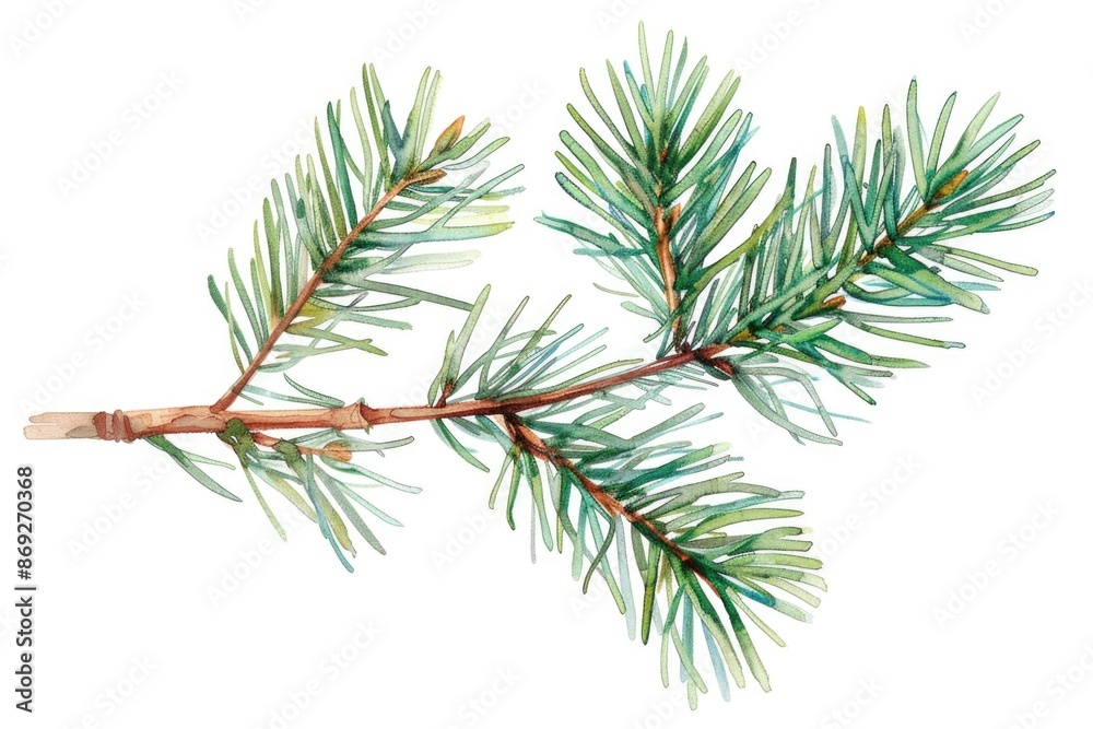 A delicate illustration of a pine tree branch with intricate details A delicate illustration of a pine tree branch with intricate details