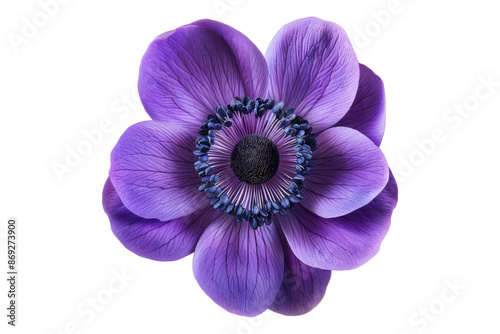 Anemone purple flower isolated on transparent background
