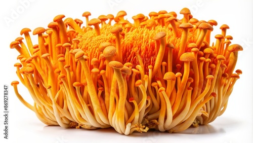 Vibrant orange-yellow Cordyceps Militaris mushroom cluster with long stems and bulbous caps isolated on a clean white studio background.