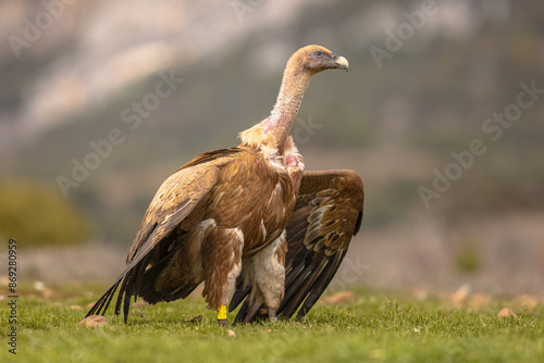 Griffon vulture on ground photo