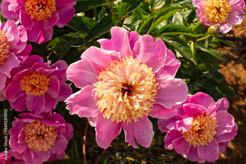 Fototapeta Naklejka Na Ścianę i Meble -  Close up of pink Peony flowers, floral background. Bowl of Beauty Peony with blush pink petals and central creamy-yellow bowl, made up of strap-like petals..