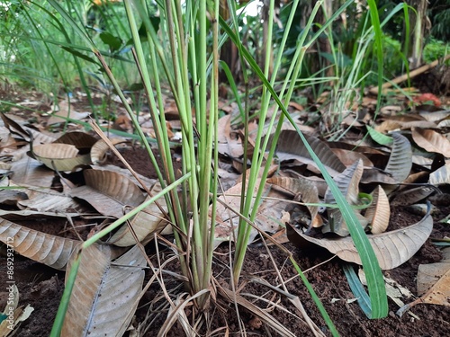 Spices plant grass Cymbopogon citratus or 'daun sereh' photography photo