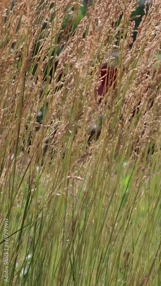 Tall grass blowing in the wind on a sunny day Tall grass blowing in the wind on a sunny day