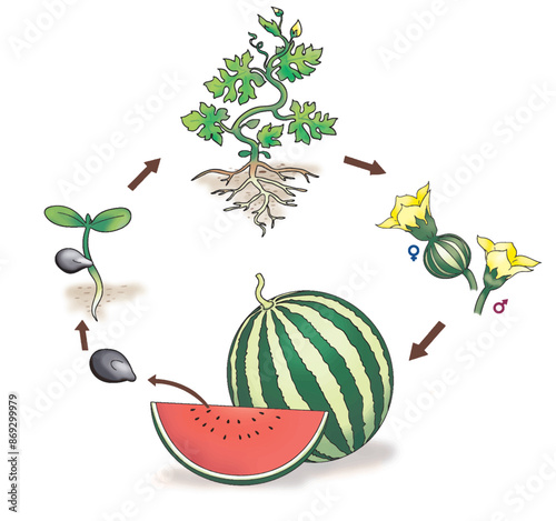 The growth cycle of watermelons tree.