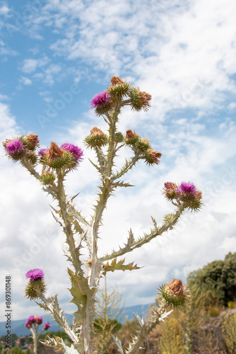 Onopordum illyricum commonly known as borriquero thistle belonging to the compositae family in different stages of flowering pollinated by honey insects photo