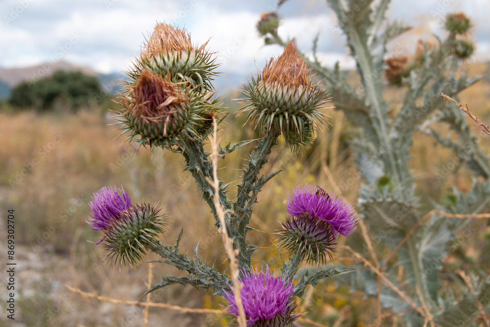 Onopordum illyricum commonly known as borriquero thistle belonging to the compositae family in different stages of flowering pollinated by honey insects Onopordum illyricum commonly known as borriquero thistle belonging to the compositae family in different stages of flowering pollinated by honey insects