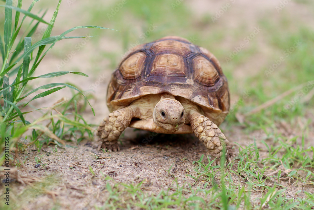 African Sulcata Tortoise Natural Habitat,Close up African spurred tortoise resting in the garden, cute animal ,Africa spurred tortoise sunbathe on ground with his protective shell ,Beautiful Tortoise
African Sulcata Tortoise Natural Habitat,Close up African spurred tortoise resting in the garden, cute animal ,Africa spurred tortoise sunbathe on ground with his protective shell ,Beautiful Tortoise