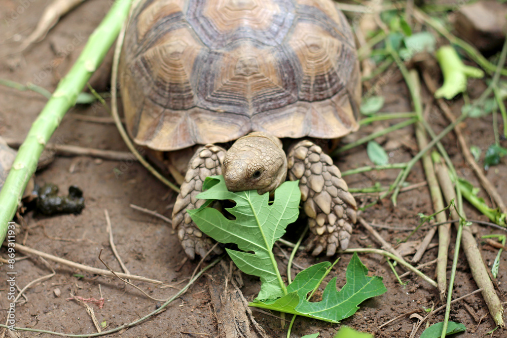 Sucata tortoise eating leaf on ground,African Sulcata Tortoise Natural ...