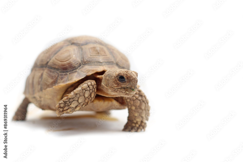 Naklejka premium Cute small baby African Sulcata Tortoise in front of white background, African spurred tortoise isolated white background studio lighting,Cute animal