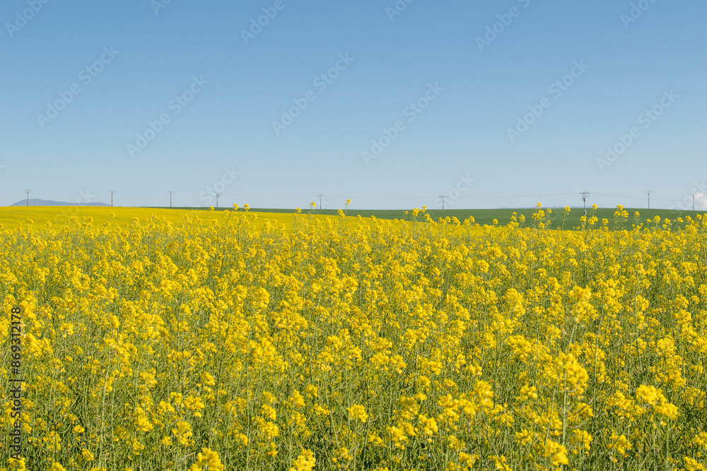 Obraz premium Campos de colza