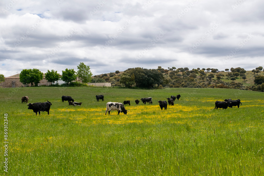Campo de vacas y toros Campo de vacas y toros