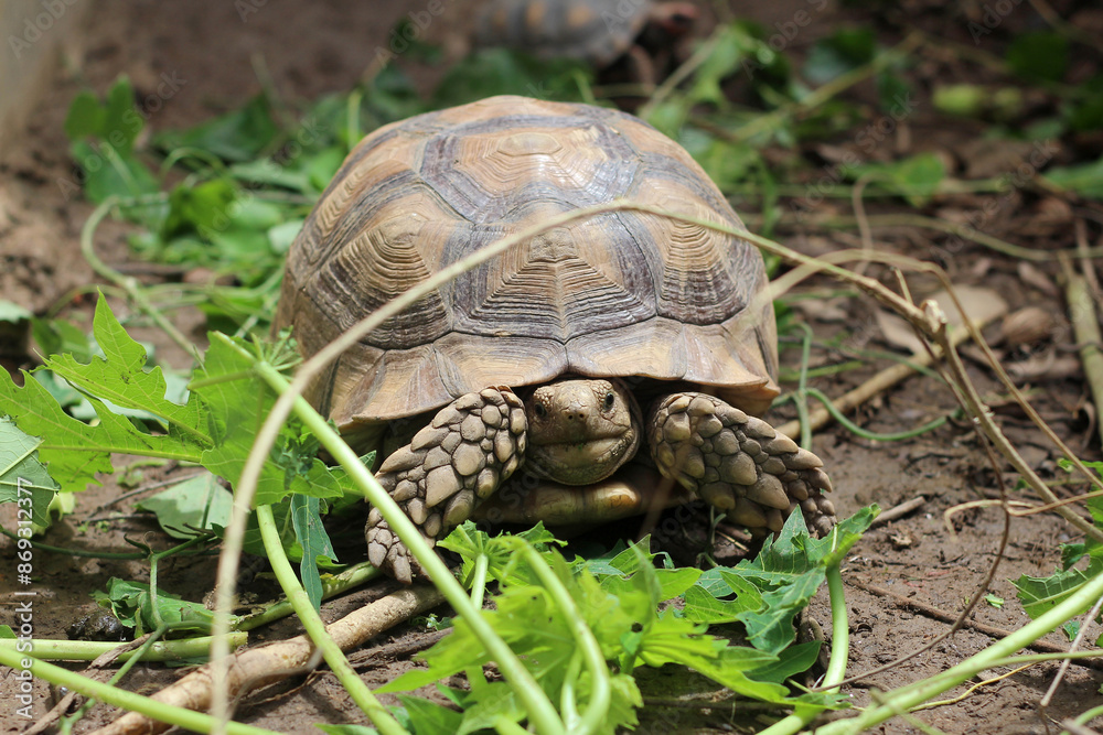 Sucata tortoise eating leaf on ground,African Sulcata Tortoise Natural Habitat,Sucata tortoise eating leaf on ground,African Sulcata Tortoise Natural Habitat,Africa spurred tortoise sunbathe Sucata tortoise eating leaf on ground,African Sulcata Tortoise Natural Habitat,Sucata tortoise eating leaf on ground,African Sulcata Tortoise Natural Habitat,Africa spurred tortoise sunbathe