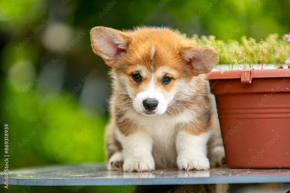 Cute corgi puppy in flowers Cute corgi puppy in flowers