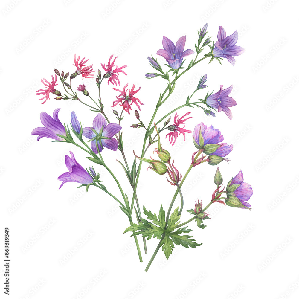 Bouquet with violet bluebell (Campanula patula, little bell, rapunzel), meadow geranium and pink ragged-robin wildflowers. Watercolor hand drawn painting illustration isolated on a white background Bouquet with violet bluebell (Campanula patula, little bell, rapunzel), meadow geranium and pink ragged-robin wildflowers. Watercolor hand drawn painting illustration isolated on a white background