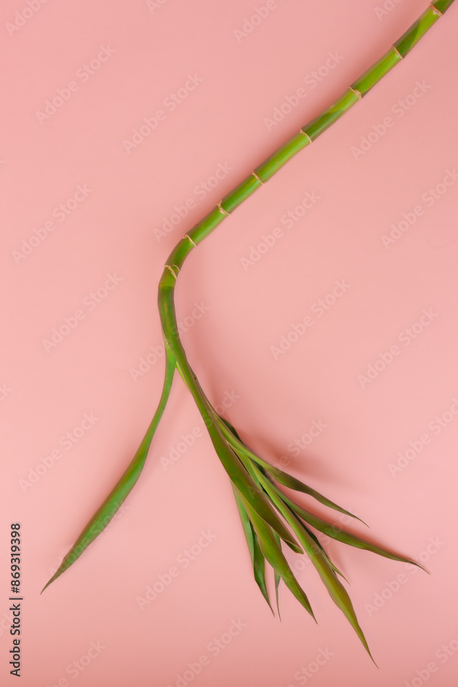 Obraz premium Green bamboo on peach background